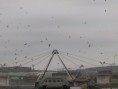 /album/my-local-birding-gallery/over-1000-swallows-arrived-at-dewsbury-yesterday-jpg/